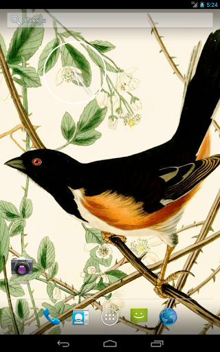 免費下載攝影APP|Audubon's Birds of America V02 app開箱文|APP開箱王