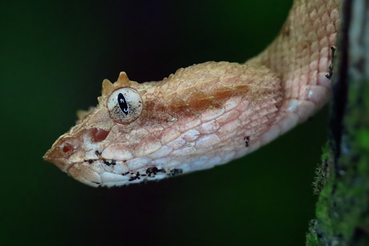 Eye lash pit viper