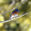 Western Bluebird