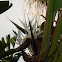 Giant White Bird of Paradise