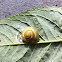 White-lipped Snail