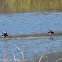 Lapwing; Avefría