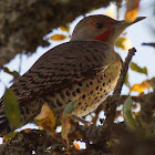 Northern Flicker (red x yellow shafted)