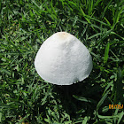 Conical Mushroom