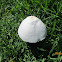 Conical Mushroom