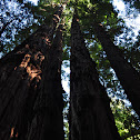 Giant Redwood/Coast Redwood