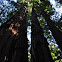 Giant Redwood/Coast Redwood