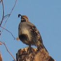 Gambel's Quail