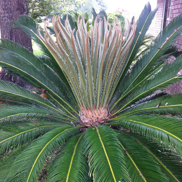 Sago Palm | Project Noah Sago Palm
