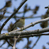 willow warbler