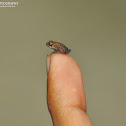 Tiny Shrub Frog
