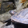 Red-headed Amazon River Turtle