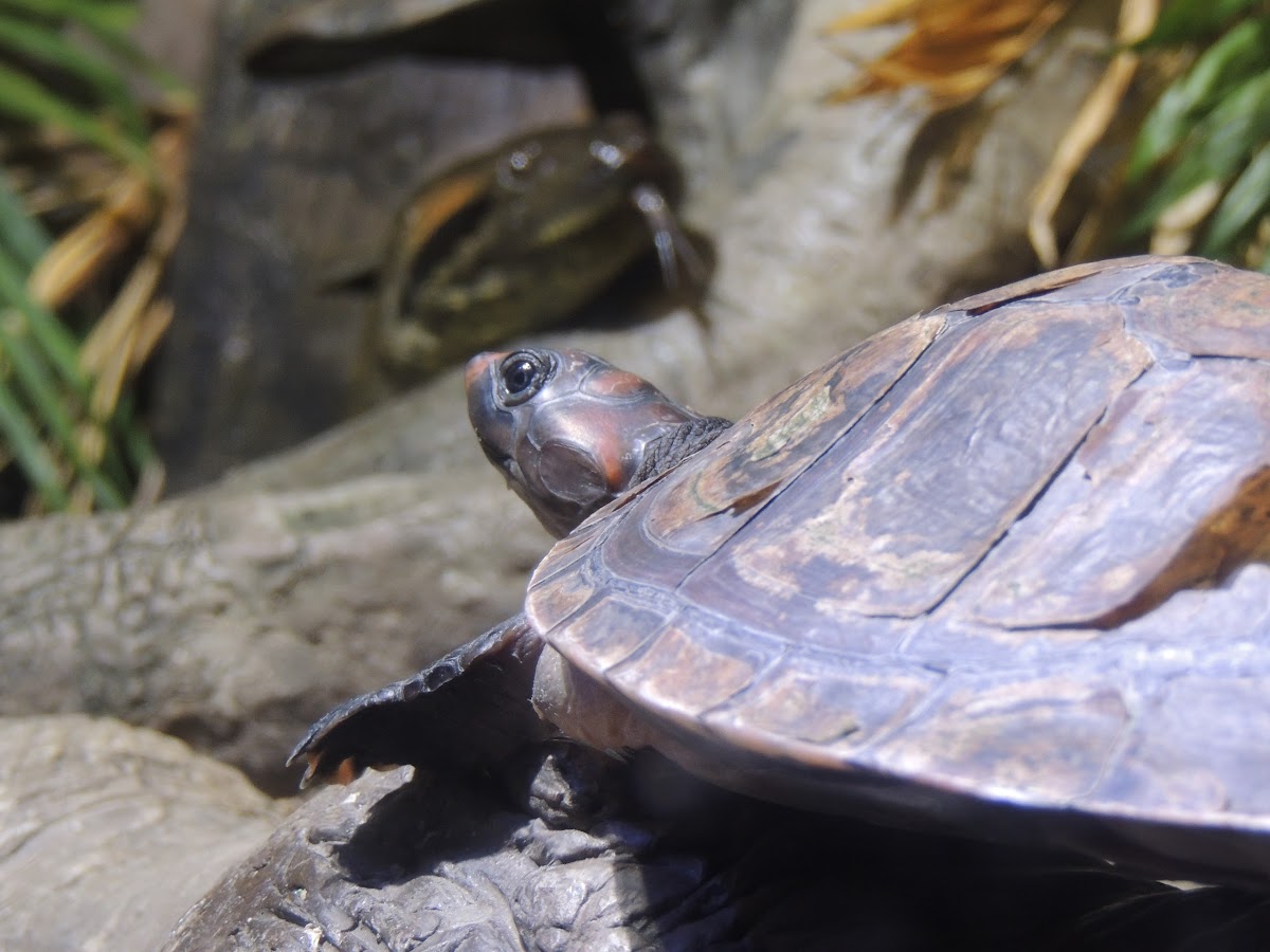 Red-headed Amazon River Turtle