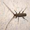 Longhorn Beetle