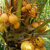 Coconut/Kokosnoot