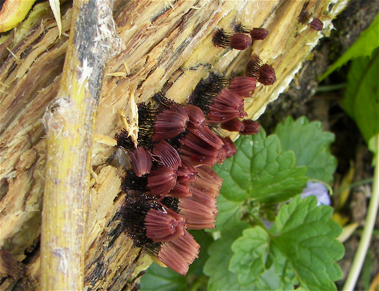 Chocolate Tube Slime Mold