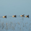 Northern Pintails (Female)