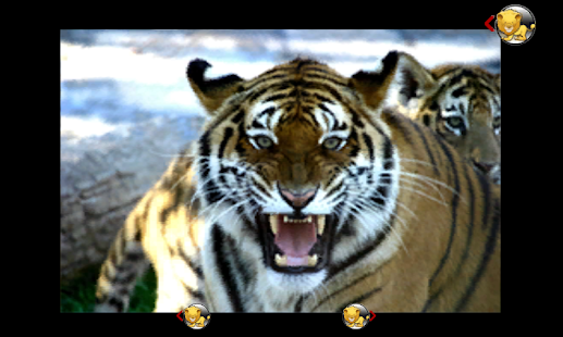 How to install baby discovers jungle animals Varies with device mod apk for laptop