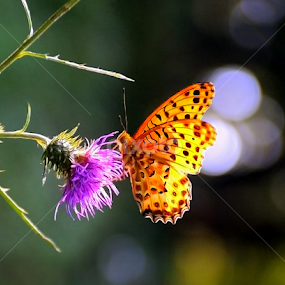 Butterfly Dreaming by Leka Huie - Animals Insects & Spiders