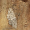 Small Engrailed Moth