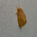 Tussok moth