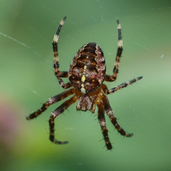 The Definitive List of UK Spiders