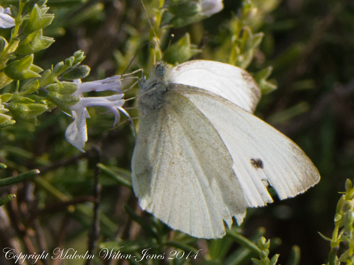 Southern Small White