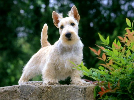 Scottish Terrier Dog