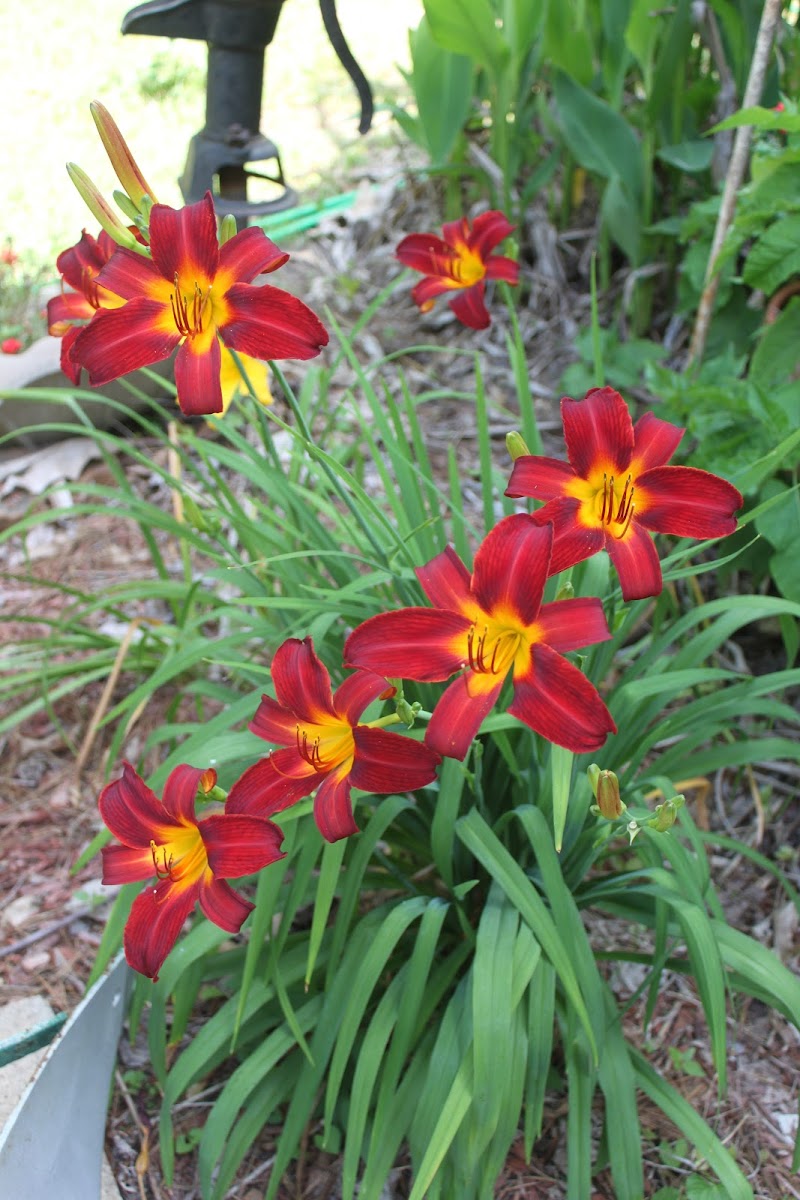 Day Lily