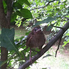 Northern Cardinal