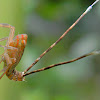 Lophopid planthopper nymph