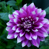 Dalia by Jeanne Knoch -  