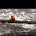 7-spot ladybird beetle