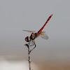 Scarlet dragonfly (male)