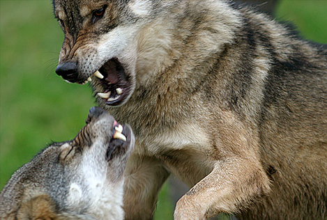 wolves.png