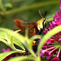 Clearwing moth