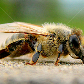 by Árpád Kovacsevics - Animals Insects & Spiders