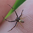 Goldenrod Crab Spider (male)