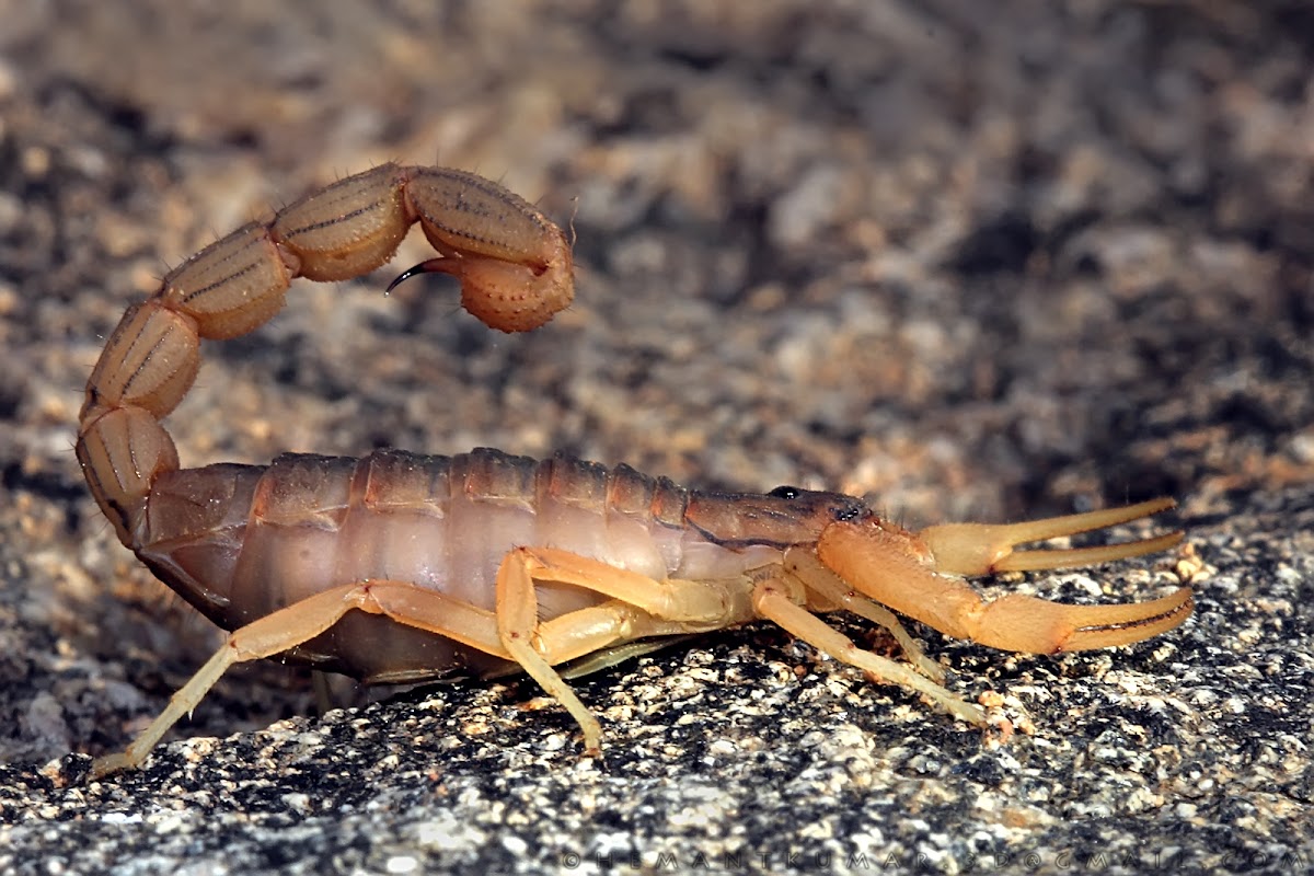Indian red scorpion