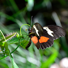 Mexican longwing