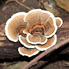 turkey tail fungus