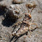 unknown grasshopper nymph
