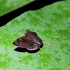 Funereal duskywing