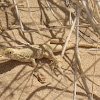 Mojave Fringe toed lizard