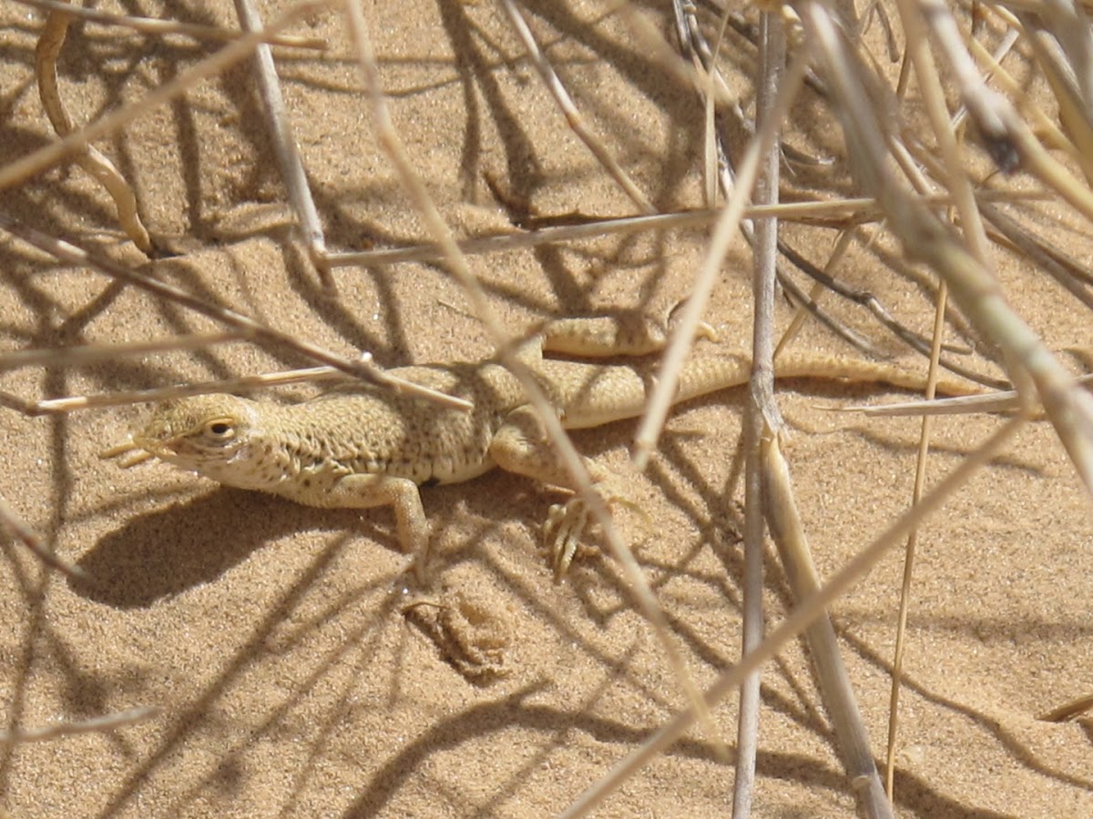 Mojave Fringe toed lizard