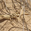 Mojave Fringe toed lizard