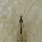 Large Crane Fly