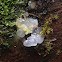 White Witches Butter