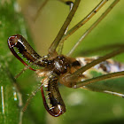Long-jawed Spider (female)