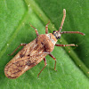 Fringetree Lace Bug
